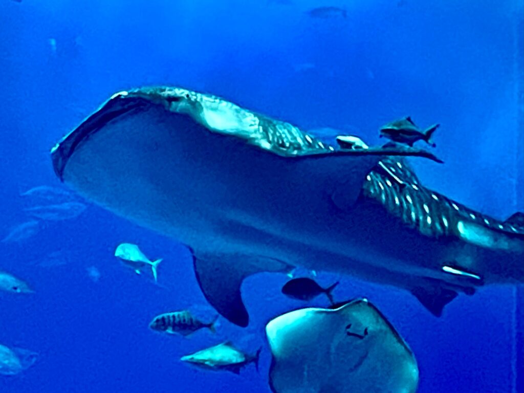 美ら海水族館ジンベイザメ